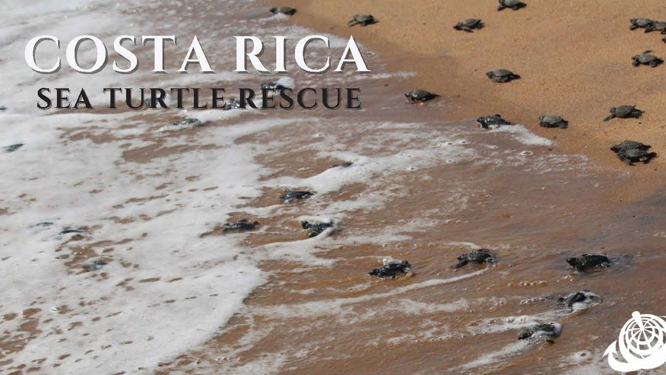Costa Rica Sea Turtle
